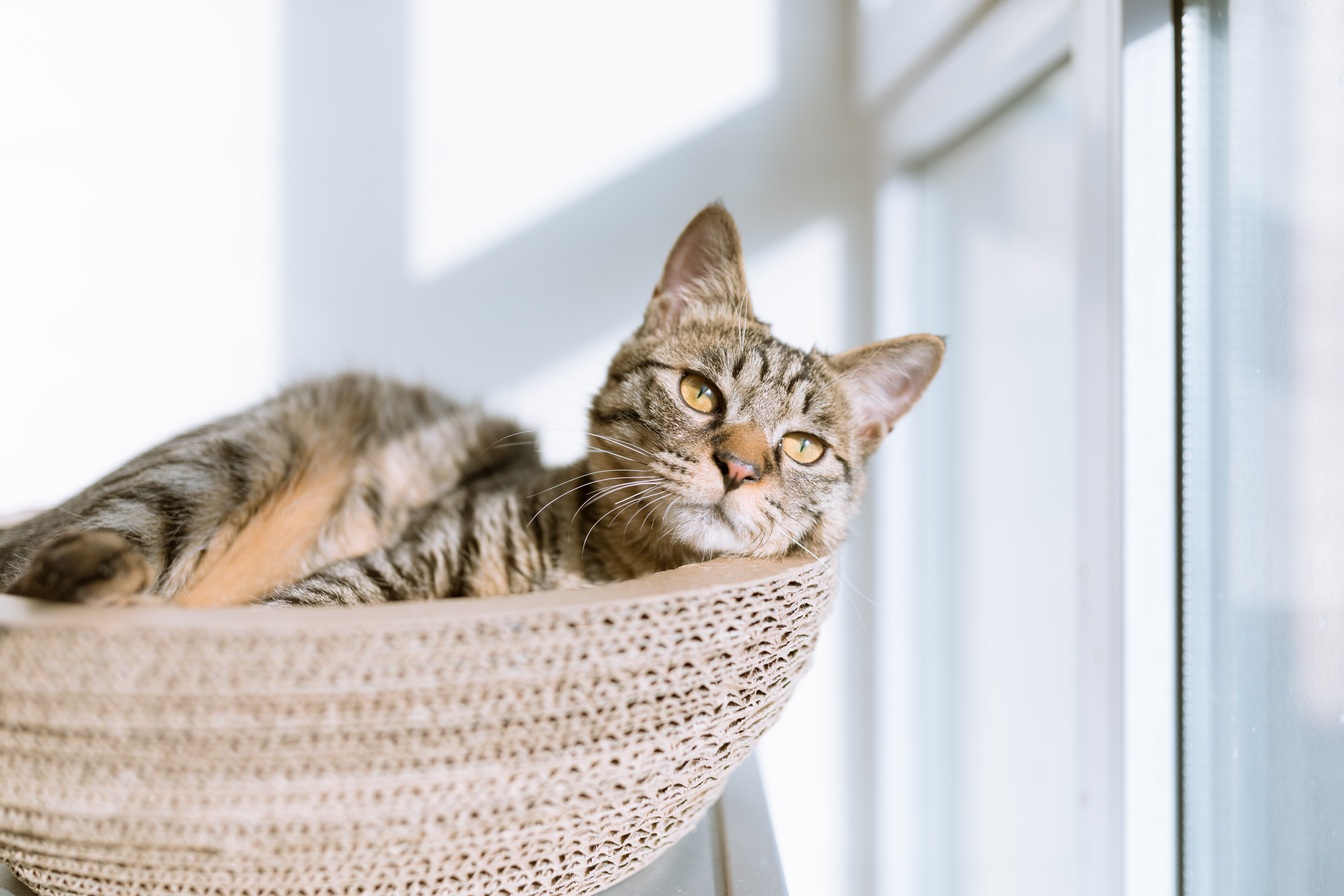 cat laying basket sunshine