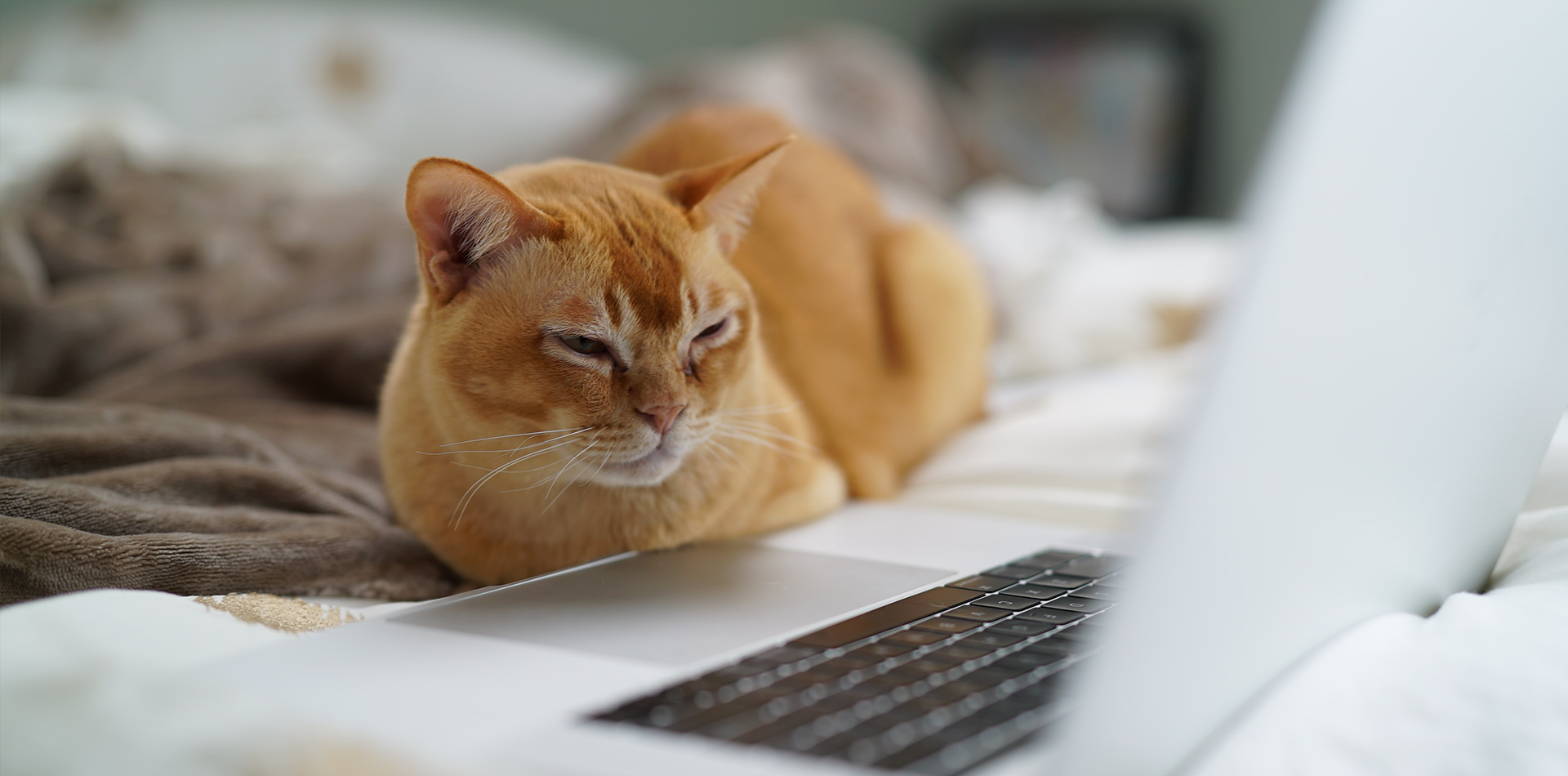 A geek cat with a laptop