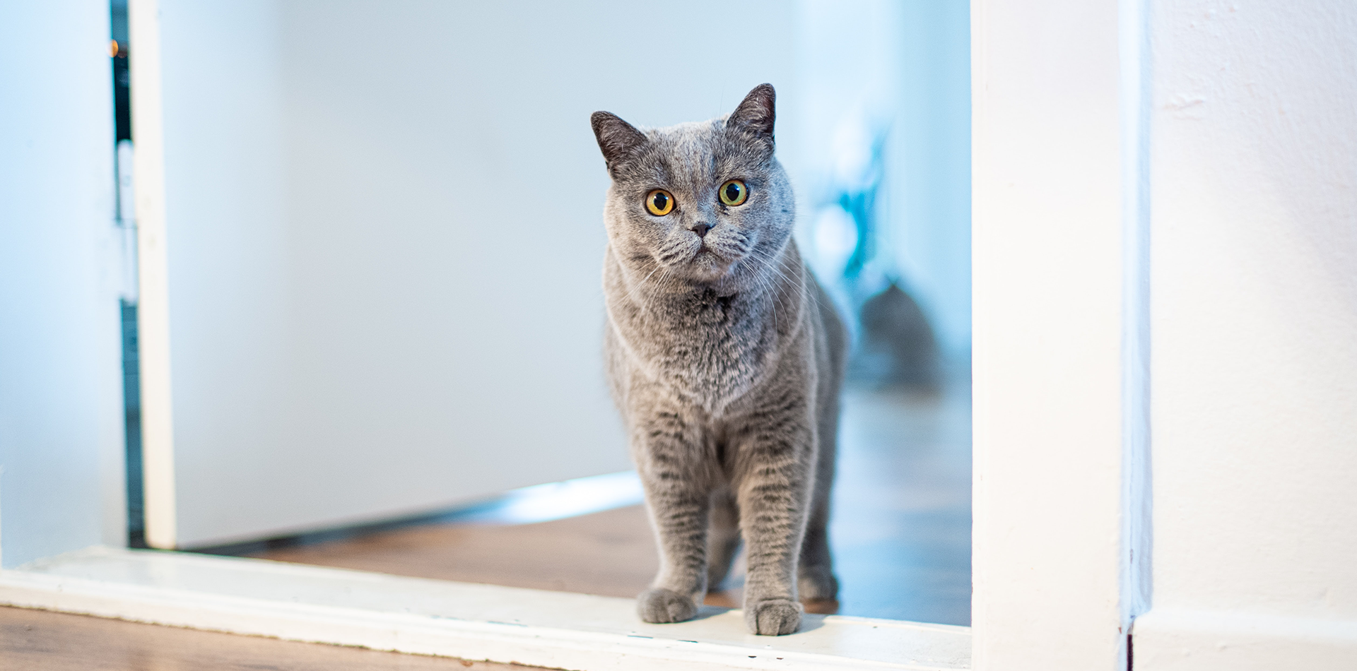 Landschap deelnemer Supplement Vijf manieren om een perfect thuis voor je kat te creëren - Sanicat