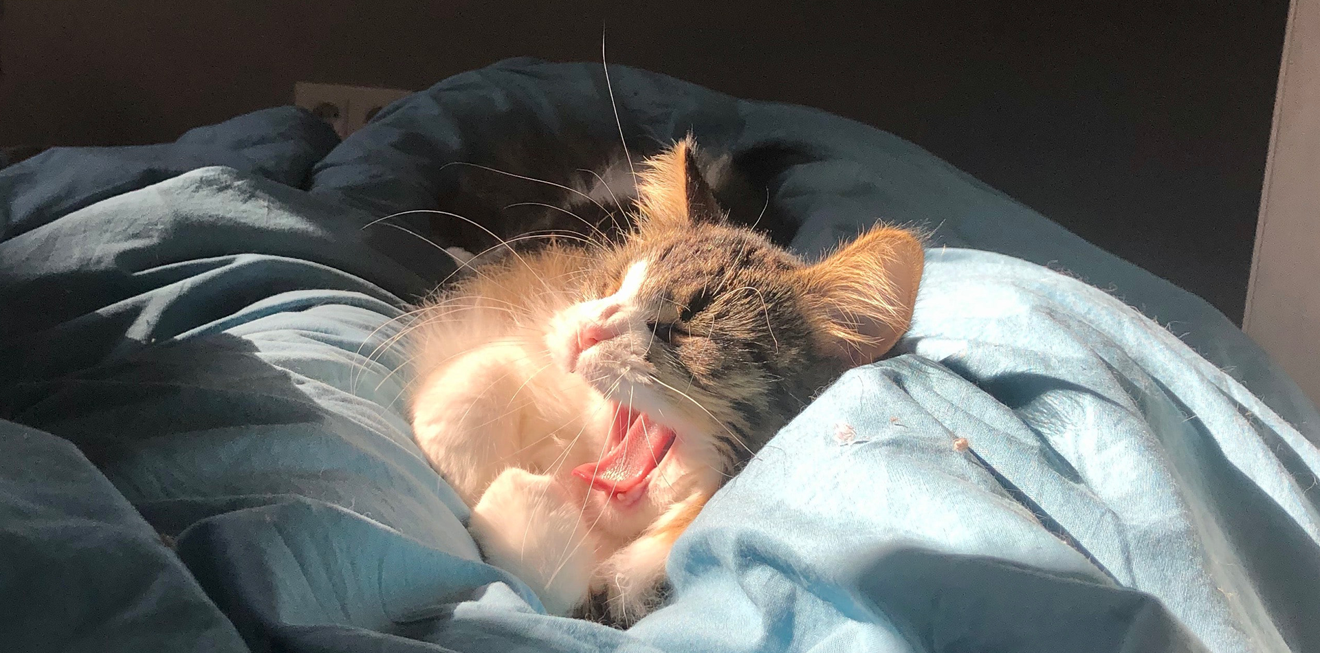 A kitten yawns in the sun