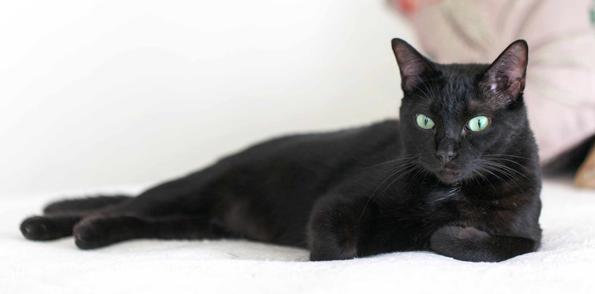 Mese della sensibilizzazione sul gatto nero - Sanicat