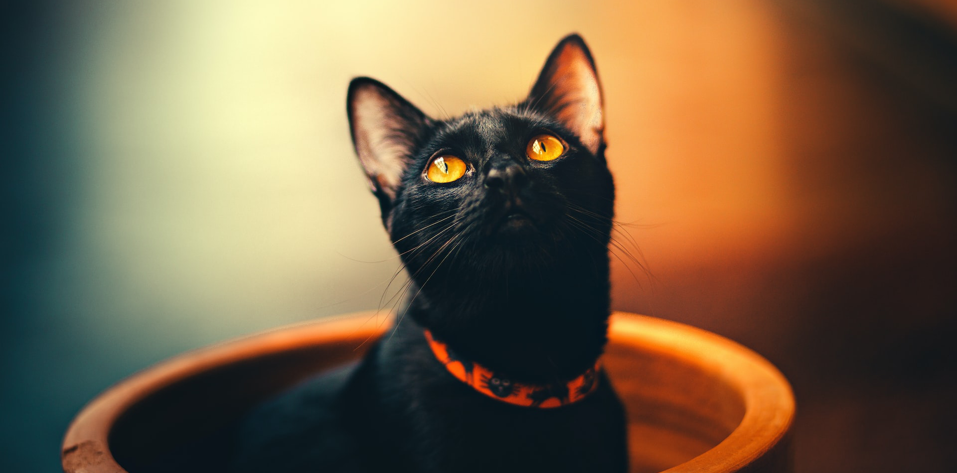 BLACK CATS 渡米写真集 アート/エンタメ 本 本・音楽・ゲーム 送無料
