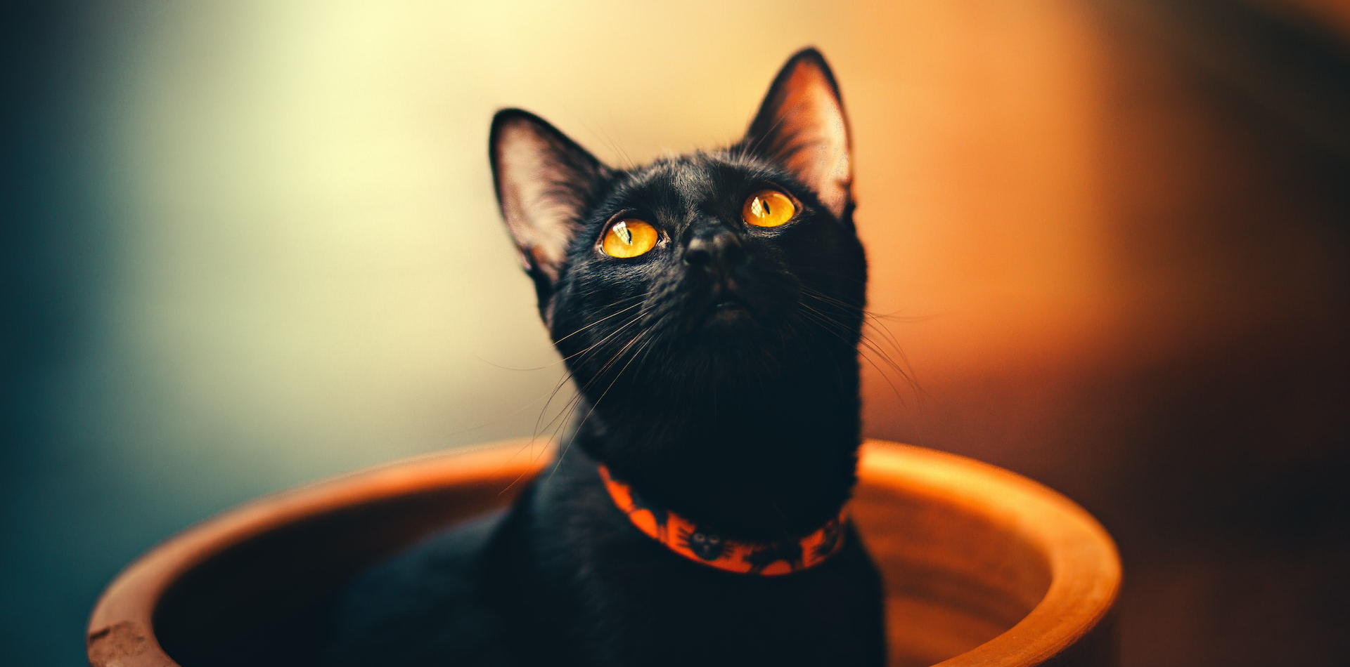 D'où vient la peur des chats noirs ?