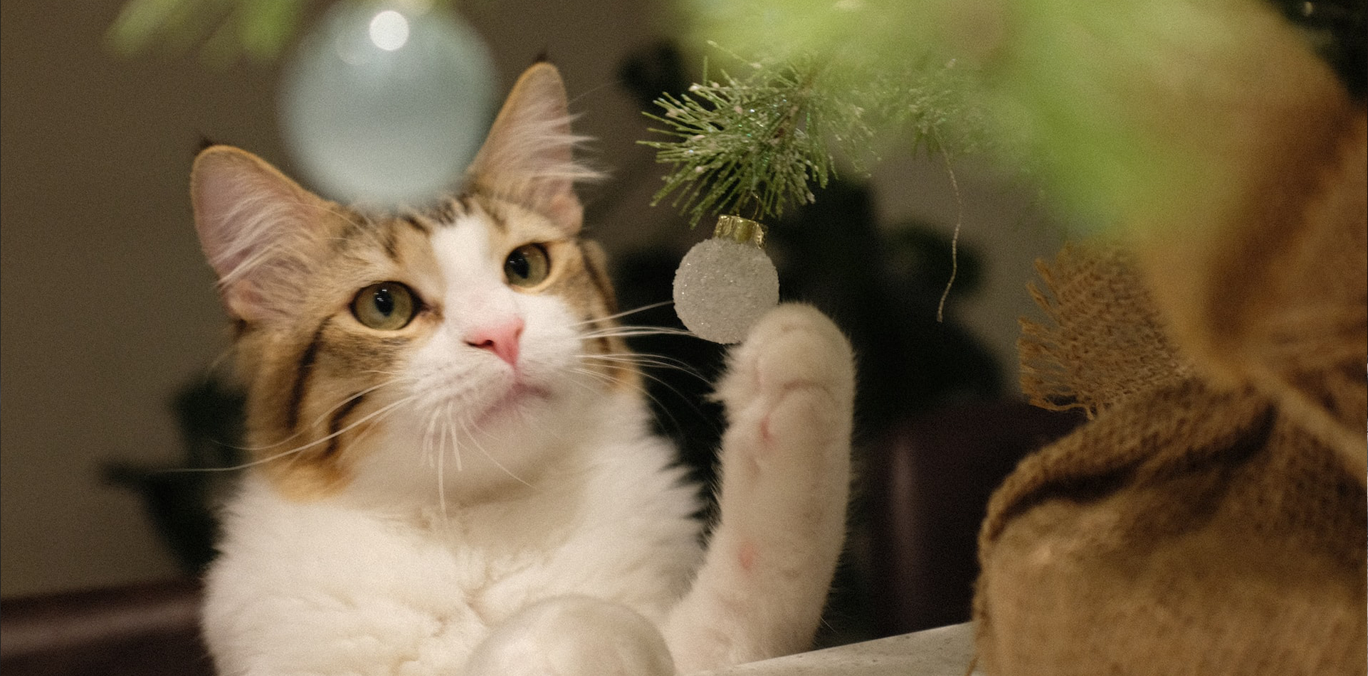 Cómo hacer repelente de gatos casero