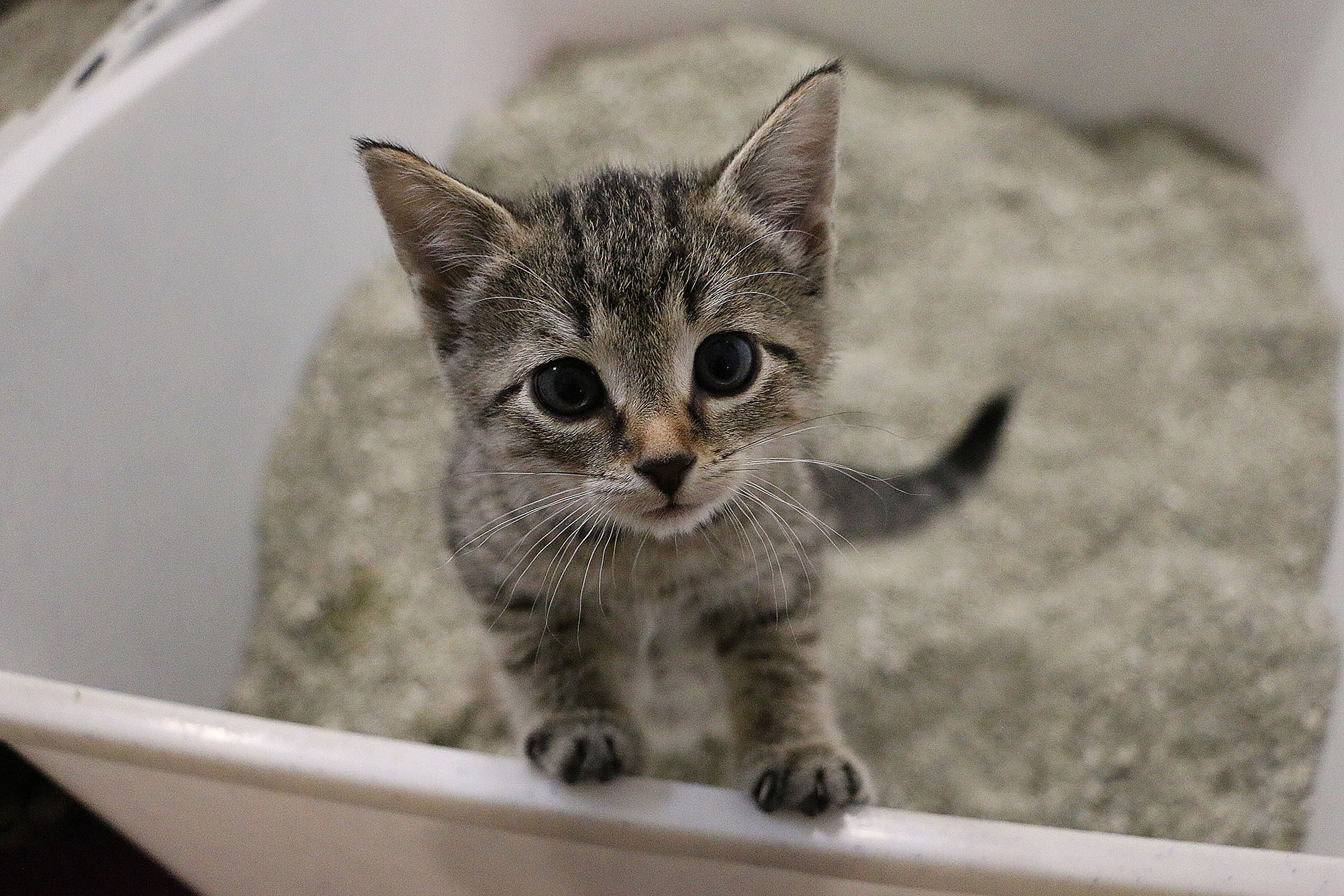 Cómo hacer una casa para gatos: trucos y consejos