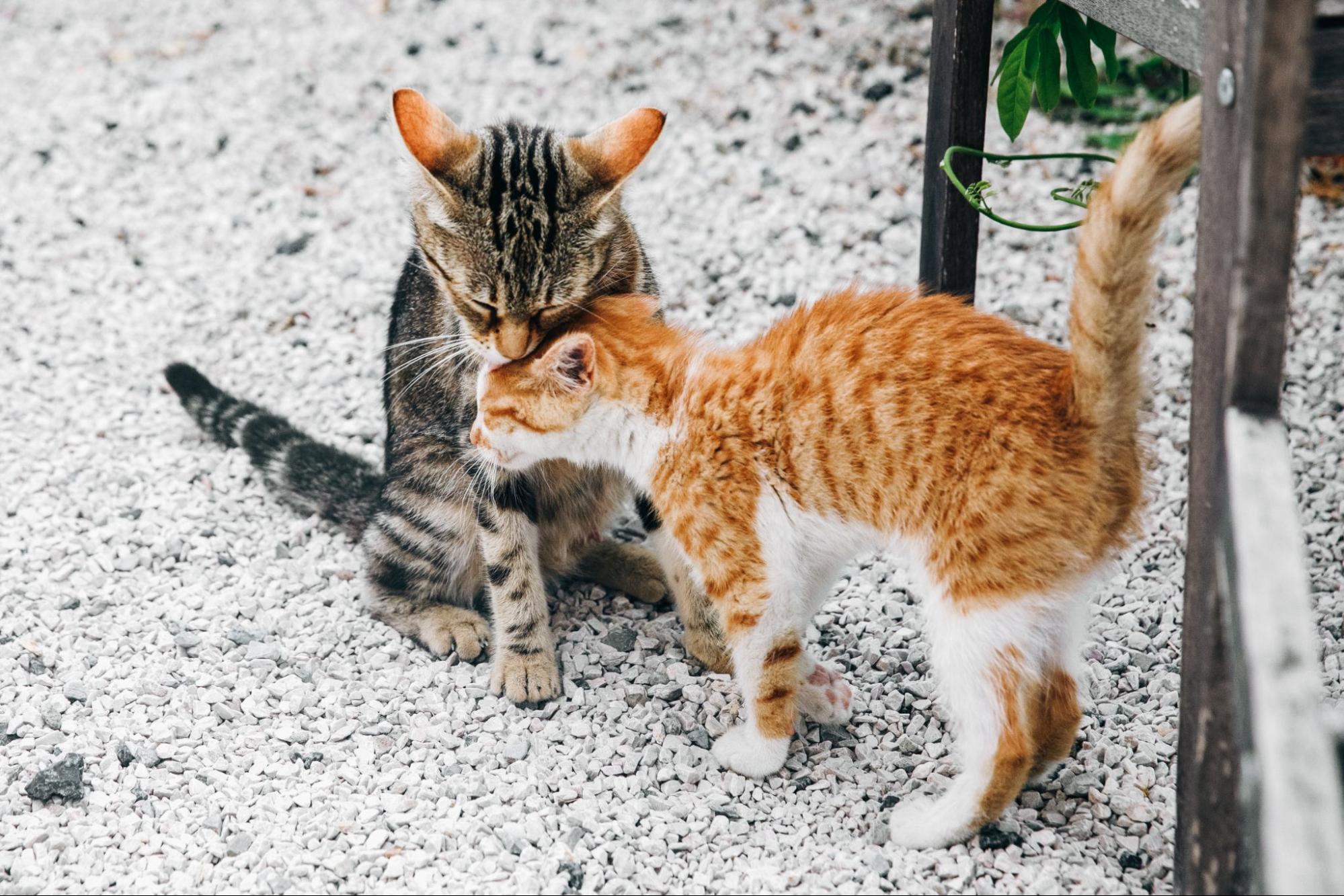 come capire se un gatto è maschio o femmina