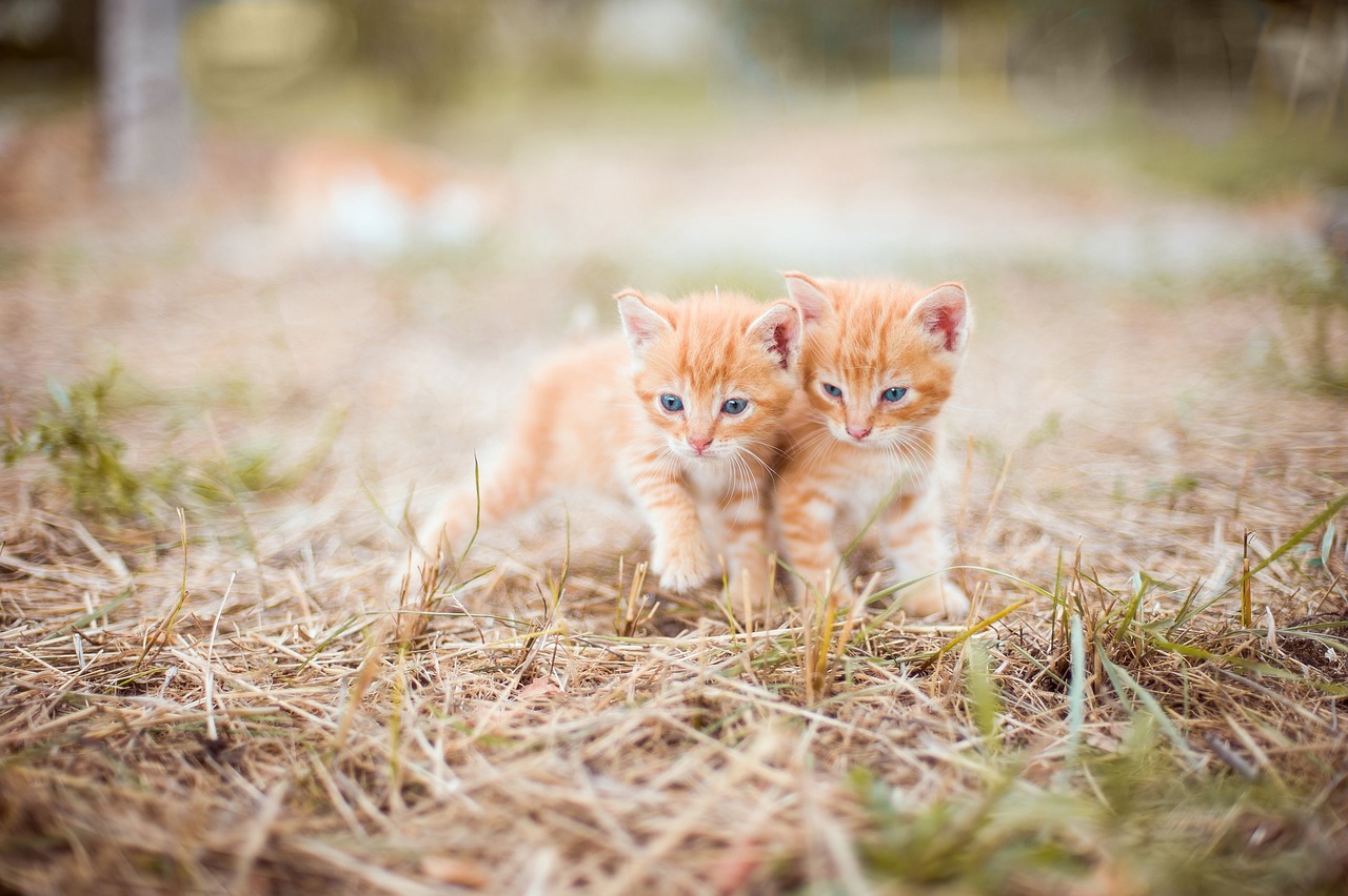 comment reconnaître le sexe d'un chaton