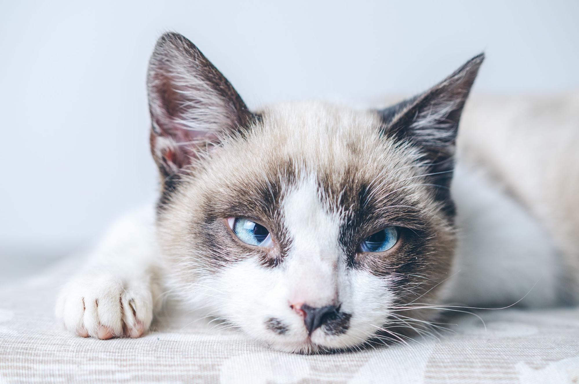 dépression chez le chat