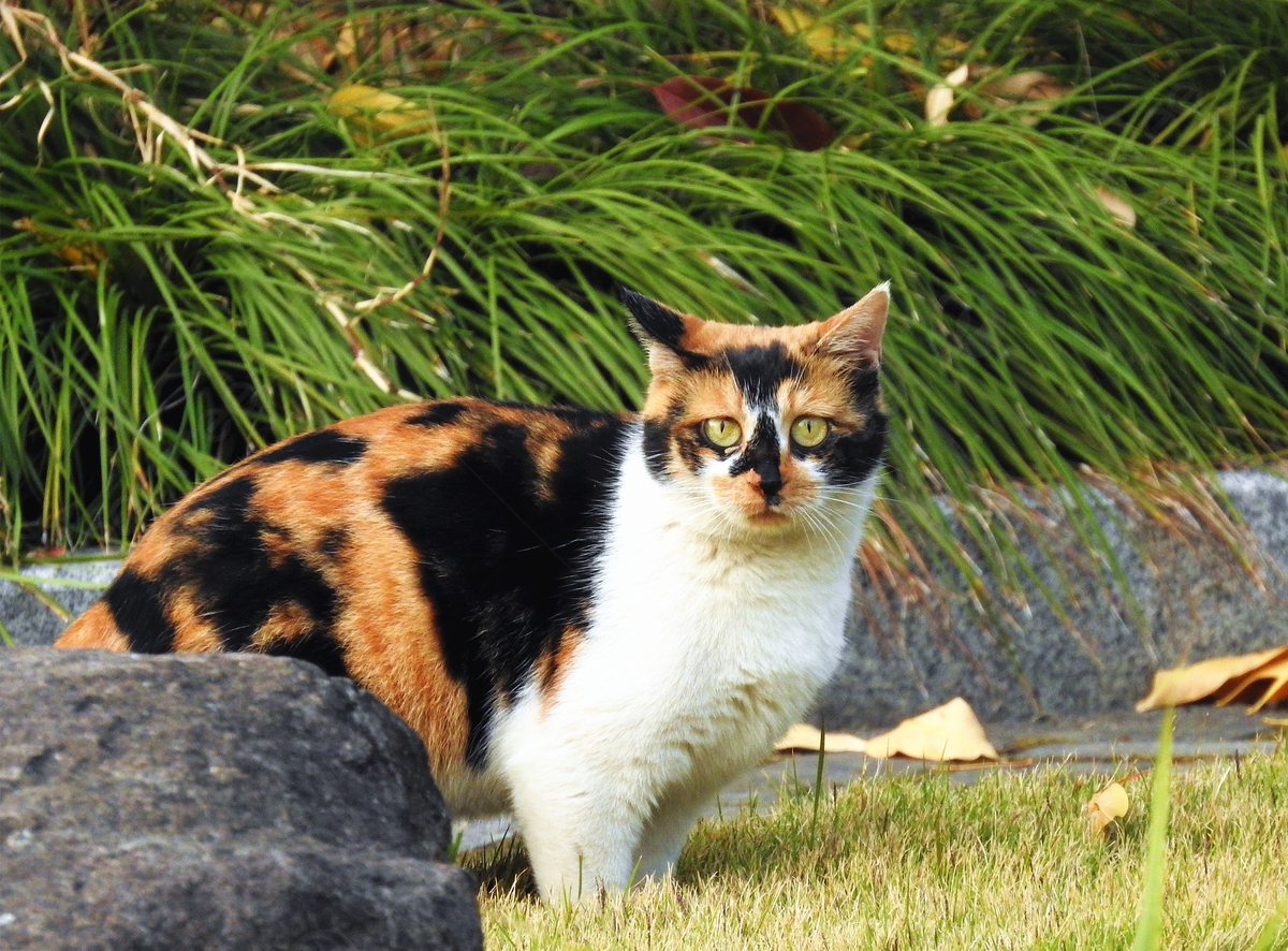 komt een kat altijd terug