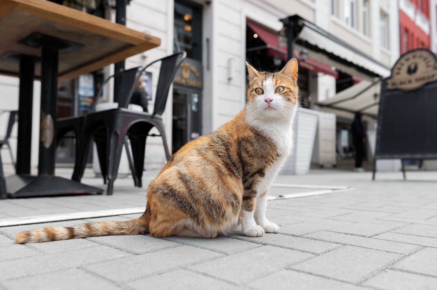 un chat peut-il retrouver sa maison