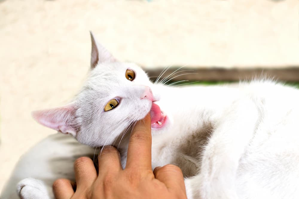 Why does my cat bite me