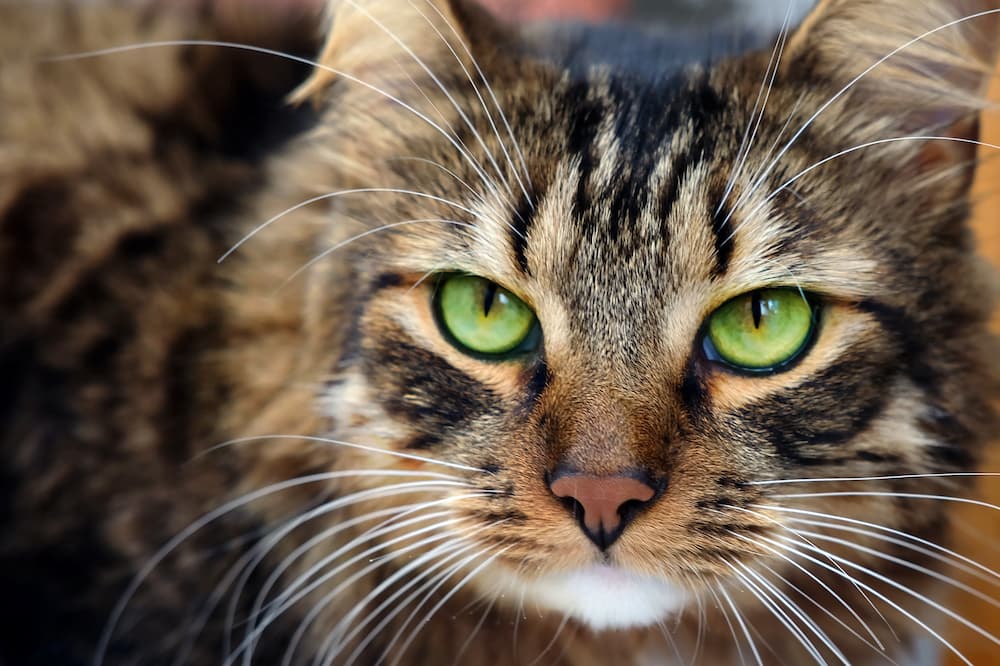 Para qué sirven los bigotes de los gatos
